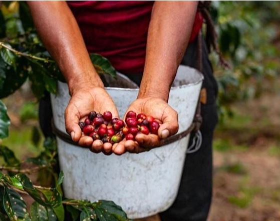 Producción de café