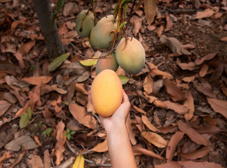 Jorge Zegarra Reátegui analiza